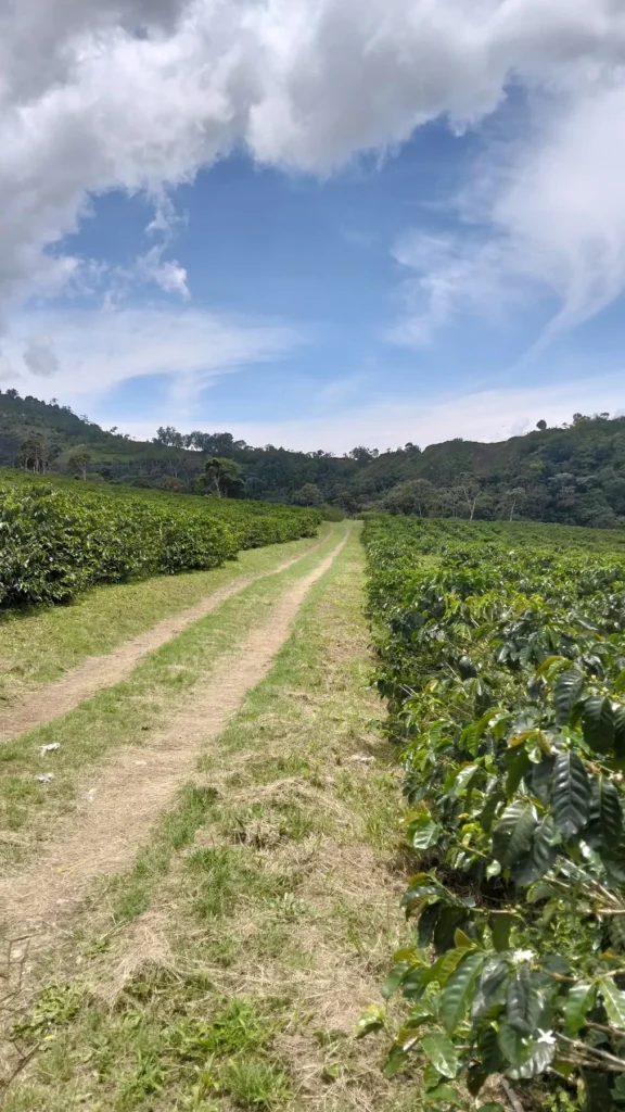 Camino de tierra entre hileras de cafetos en una finca de Boconó (Trujillo, Venezuela)