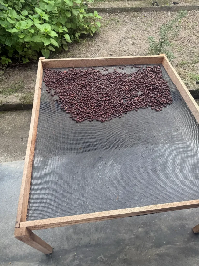 Cerezas de café de color oscuro secándose enteras sobre la malla de una cama de secado elevada de madera, junto a un cafetal, en el municipio Boconó, estado Trujillo, Venezuela