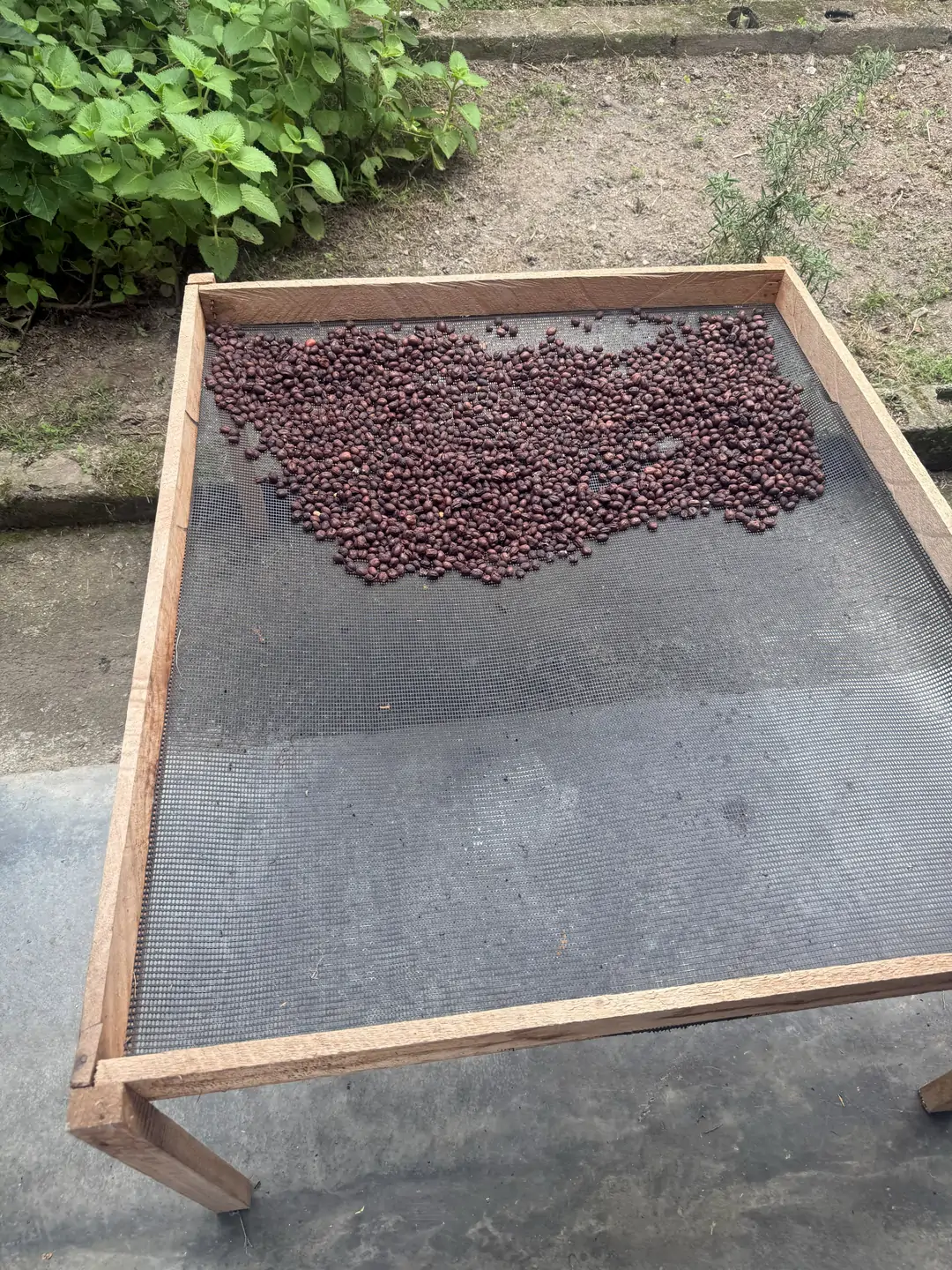 Cerezas de café de color oscuro secándose enteras sobre la malla de una cama de secado elevada de madera, junto a un cafetal, en el municipio Boconó, estado Trujillo, Venezuela