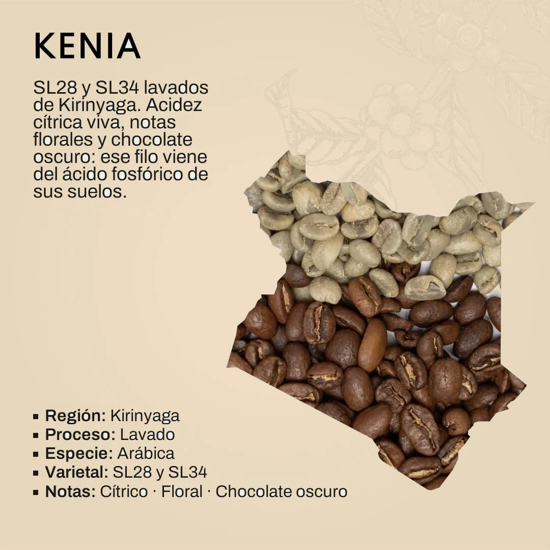 Lámina del lote de Kenia: el mapa del país formado por granos de café, con los datos del lote: Kirinyaga, proceso lavado, variedades SL28 y SL34, con acidez cítrica viva, notas florales y chocolate oscuro.