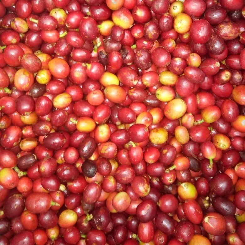 Manos separando las cerezas de café maduras después de la recolección en Kasese, Uganda.