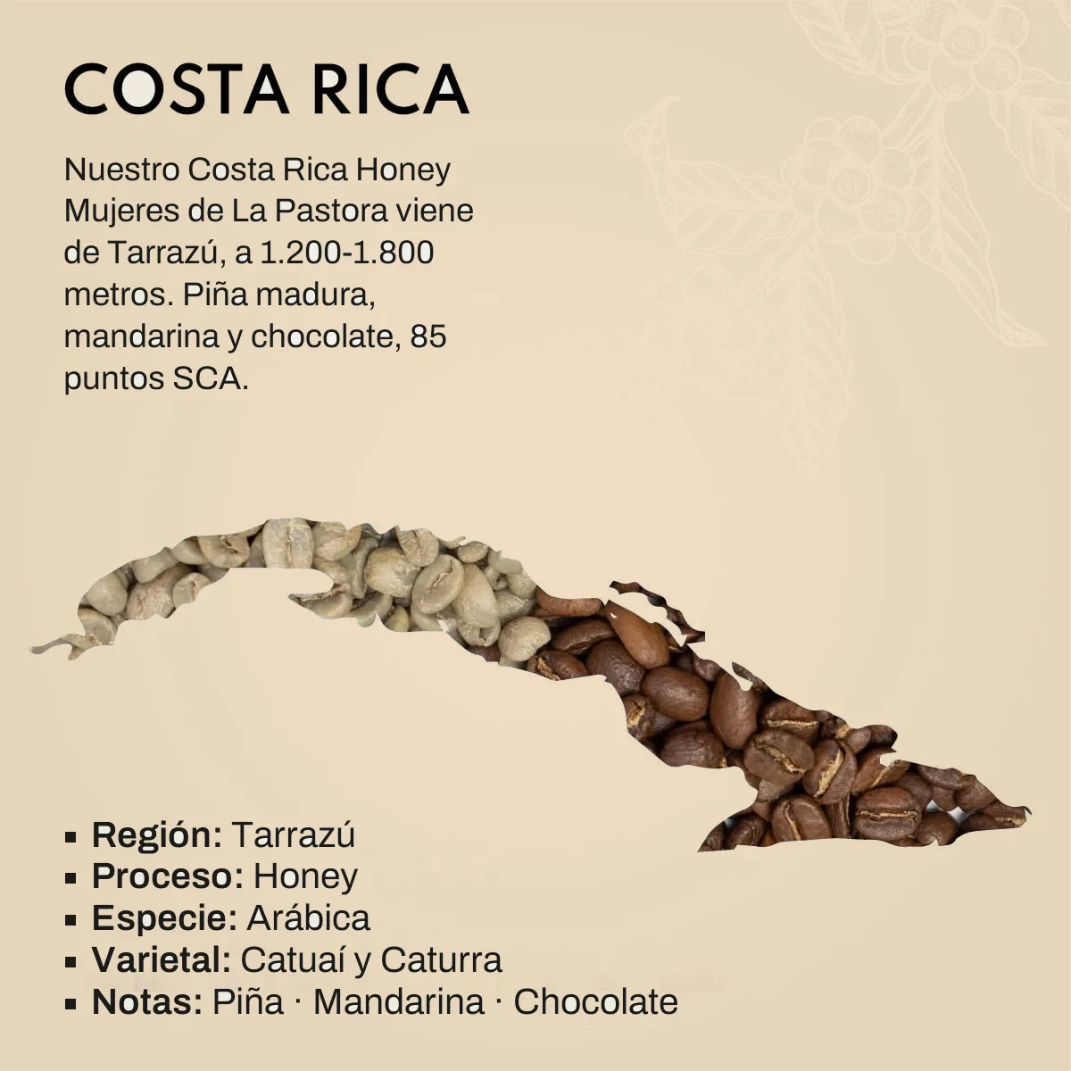 Lámina del lote de Costa Rica: el mapa del país formado por granos de café verdes y tostados, con los datos del lote: Tarrazú, proceso honey, variedades Catuaí y Caturra, con notas de piña, mandarina y chocolate.