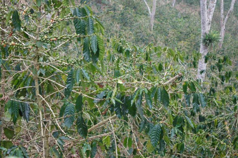 Ramas de un cafeto cargadas de cereza verde y alguna ya madurando, a la sombra de árboles altos, en la finca del doctor Chávez en Duaca (Lara, Venezuela)