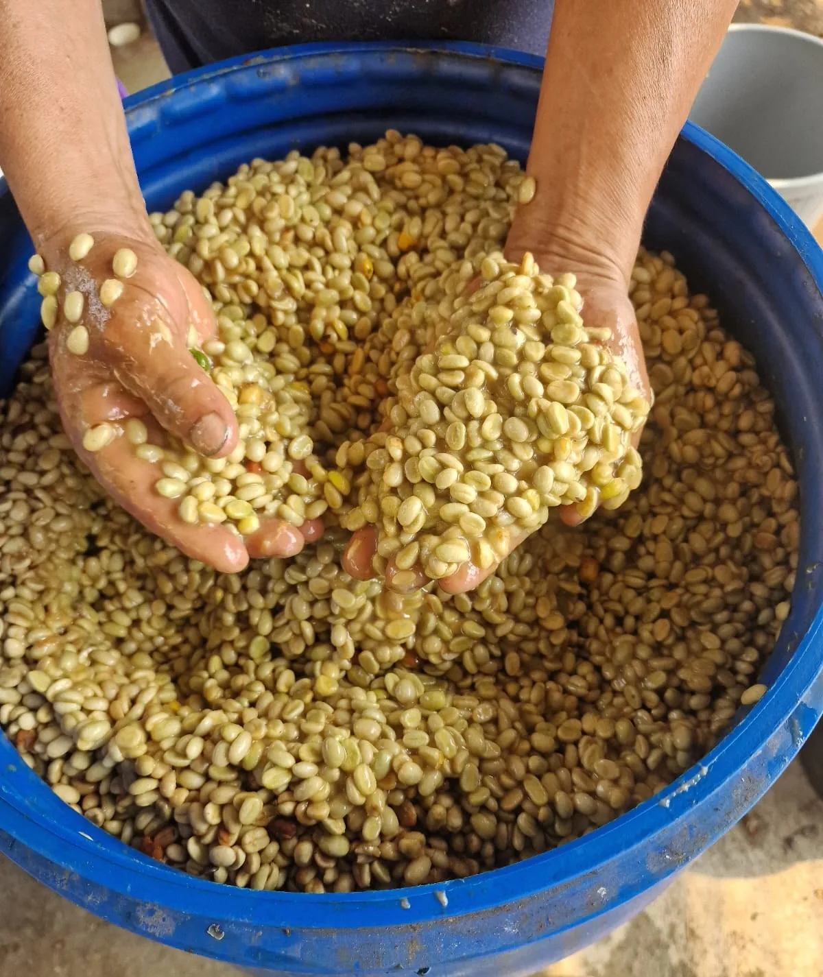 Manos con café en pergamino recién lavado sobre un bidón azul en Fundochamba (Quilanga, Loja): el proceso del café de Ecuador Quilanga lavado