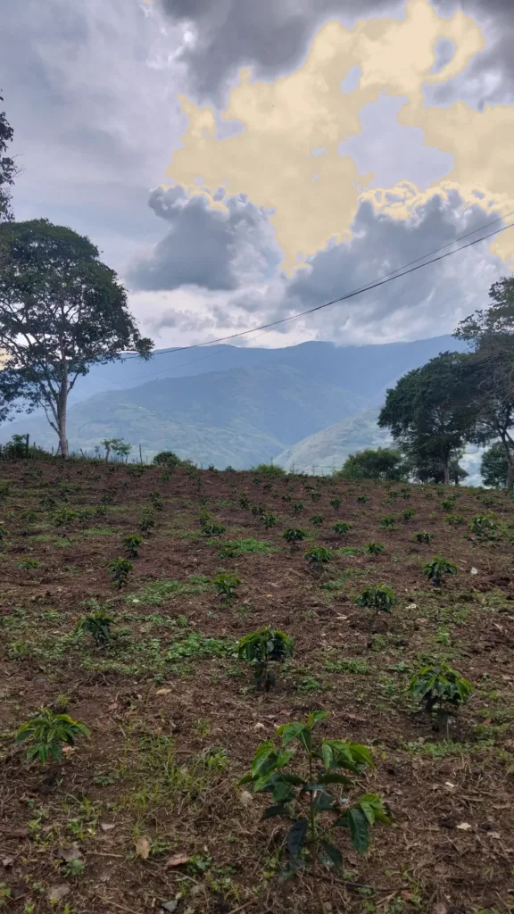 Plantas jóvenes de café recién sembradas en una ladera del municipio Boconó, con el valle y las montañas de Trujillo al fondo bajo las nubes
