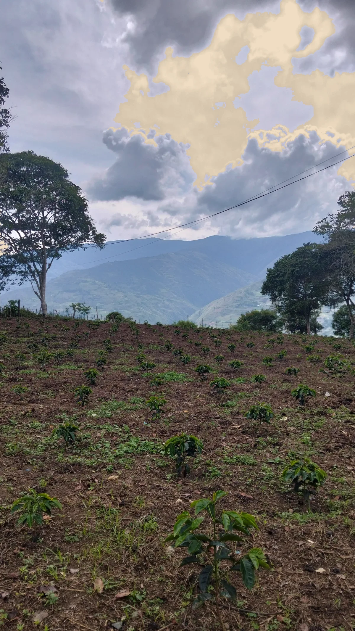 Plantas jóvenes de café recién sembradas en una ladera del municipio Boconó, con el valle y las montañas de Trujillo al fondo bajo las nubes