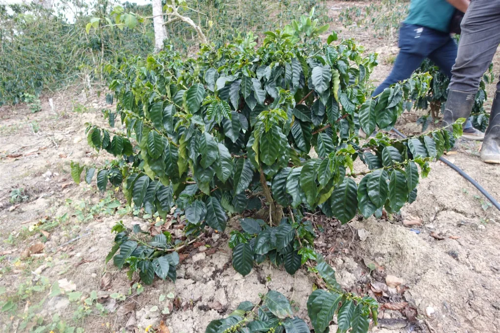 Cafeto joven recién plantado en una finca de Duaca, en el estado Lara (Venezuela)