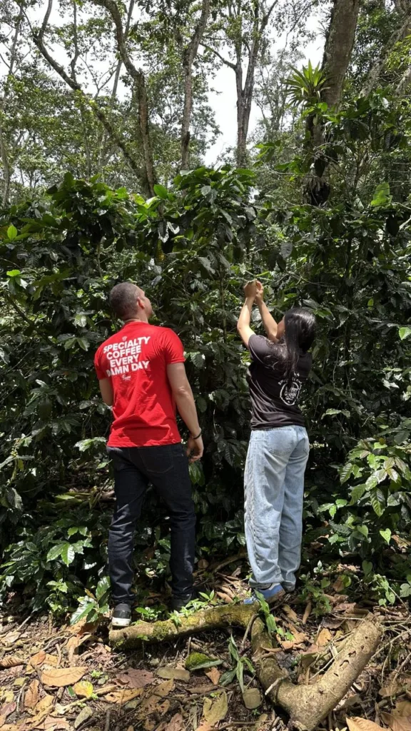 Dos personas de Boconó revisan los cafetos bajo la sombra de los árboles en la Hacienda Los Luises (Venezuela)