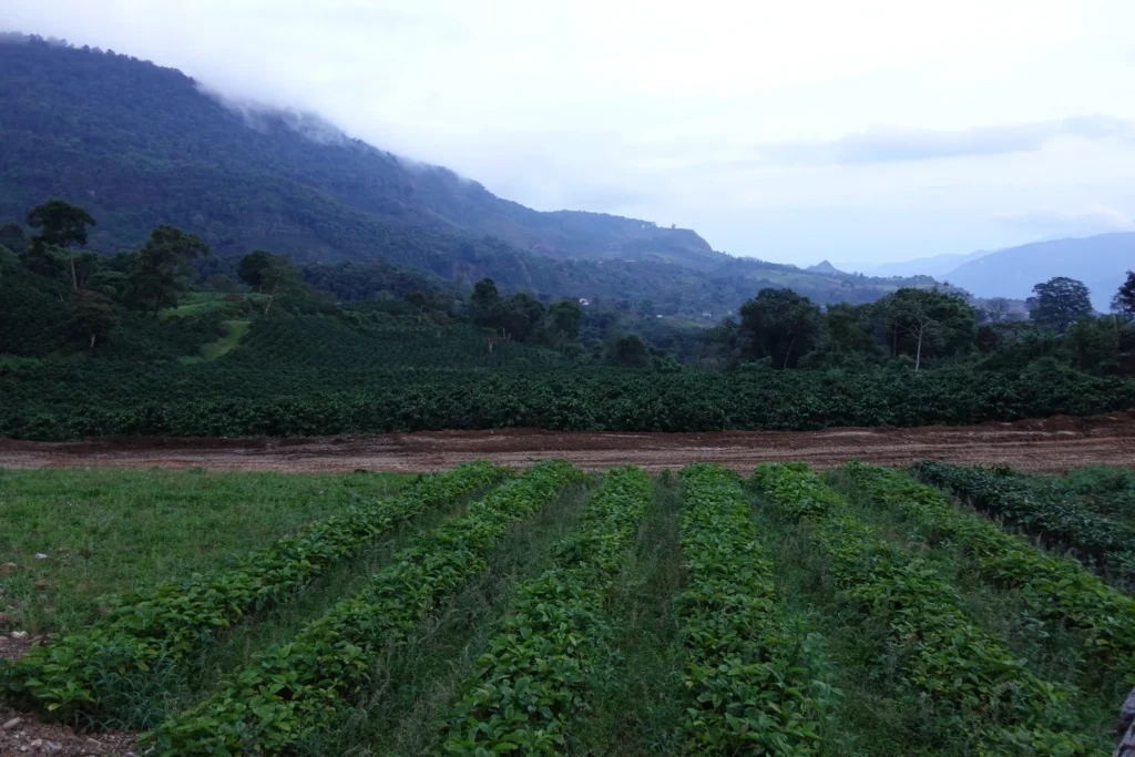 Cafetal en producción en las laderas de Sanare, estado Lara, con la cordillera al fondo
