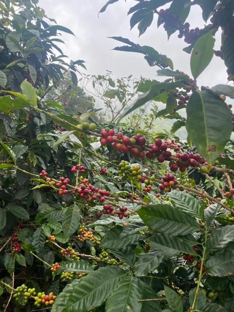 Rama de cafeto cargada de cerezas rojas, amarillas y verdes entre la niebla de la finca La Neblina, en Zea (Mérida, Venezuela)