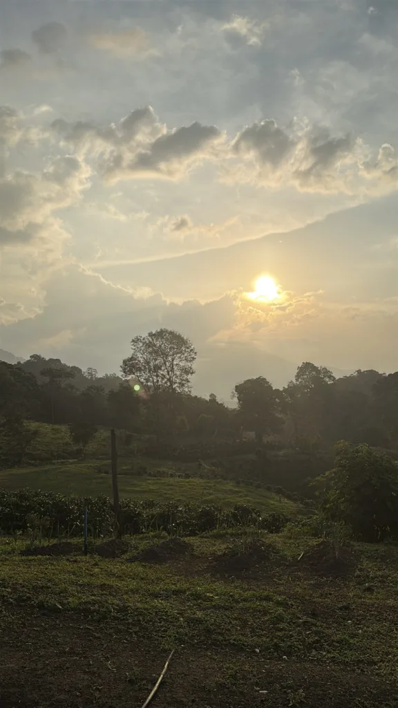 Amanecer sobre los cafetales de la finca La Neblina, en Zea (Mérida, Venezuela)