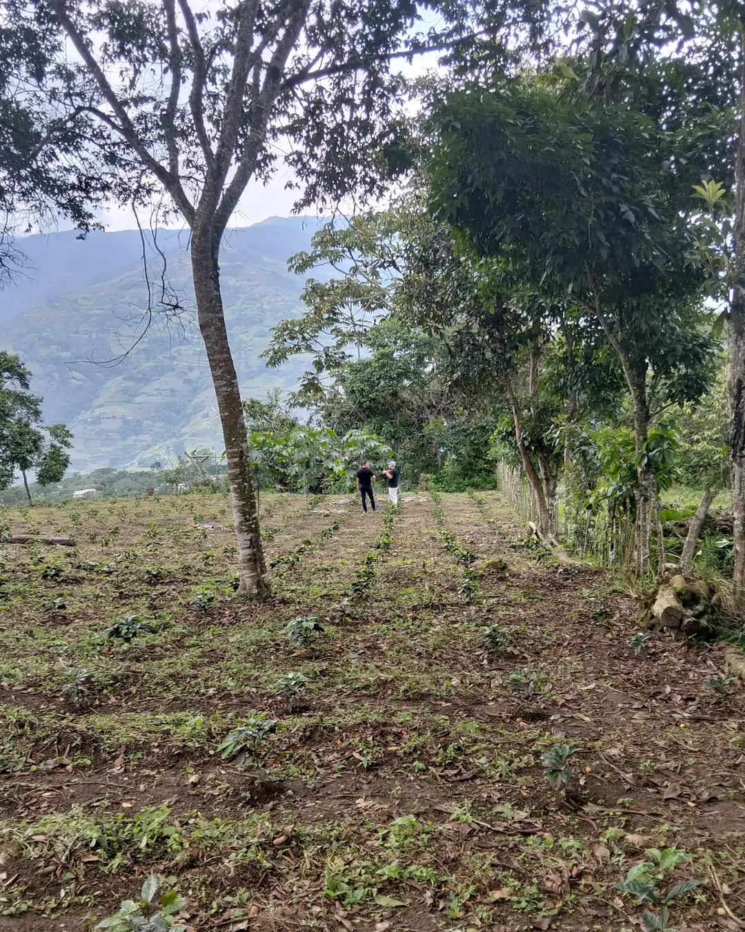 Siembra nueva de cafetos en una parcela de tierra removida, bajo un árbol de sombra y con las montañas de los Andes al fondo, en el municipio Boconó, estado Trujillo, Venezuela