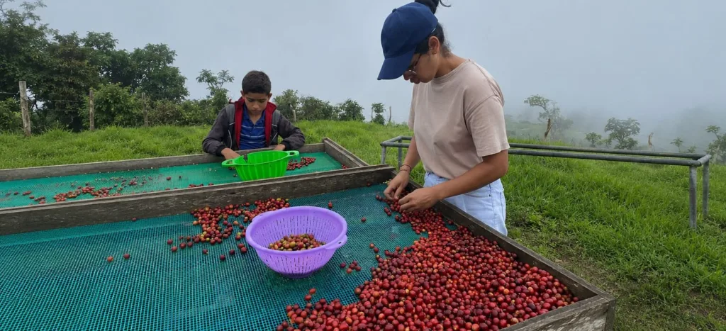 Selección manual de cerezas de café en Venezuela