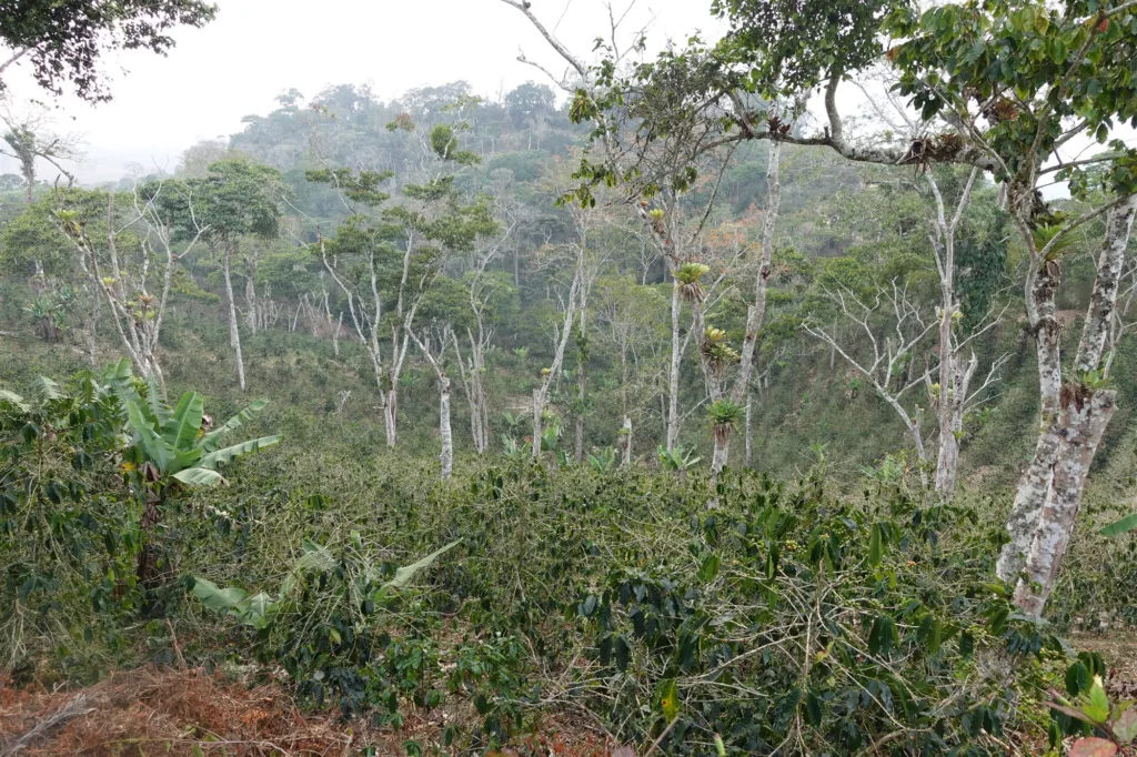 Cafetal a la sombra de los árboles en Duaca, municipio Crespo del estado Lara (Venezuela)