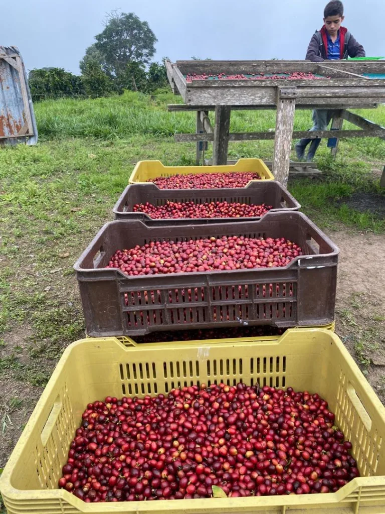 Cajas llenas de cereza de café roja recién recogida en la finca La Neblina, en Zea (Mérida, Venezuela)