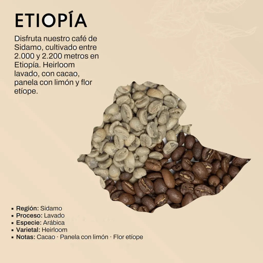 Lámina del lote de Etiopía Sidamo: el mapa de Etiopía formado por granos de café verdes y tostados, con los datos del lote: Sidamo, proceso lavado, variedad Heirloom, entre 2.000 y 2.200 metros, con cacao, panela con limón y flor etíope.