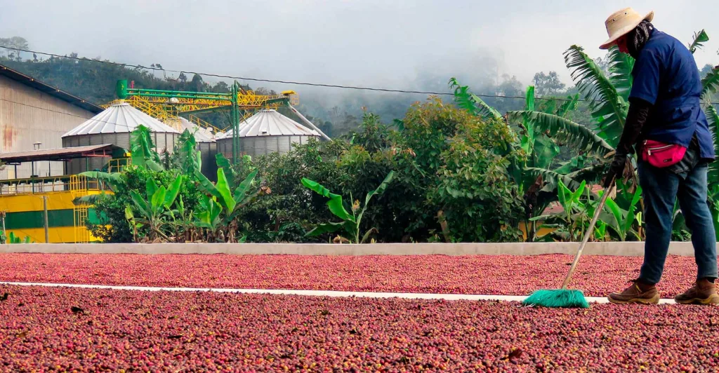 Un trabajador con sombrero remueve con un cepillo las cerezas de café extendidas en el patio de secado de un beneficio de Costa Rica, con los silos y la montaña al fondo