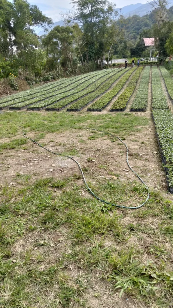 Vivero de café en Boconó (Trujillo, Venezuela): hileras de semilleros con los plantines listos para llevar al campo