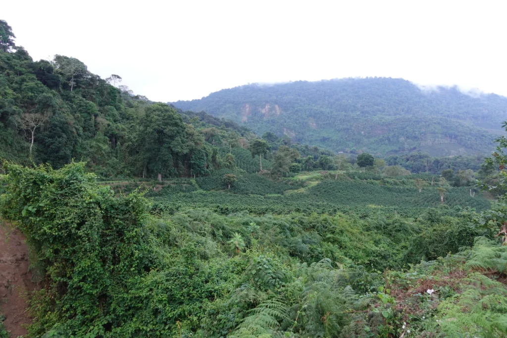Vista del valle cafetalero desde la finca, con laderas plantadas de café y la sierra al fondo, en Sanare, estado Lara