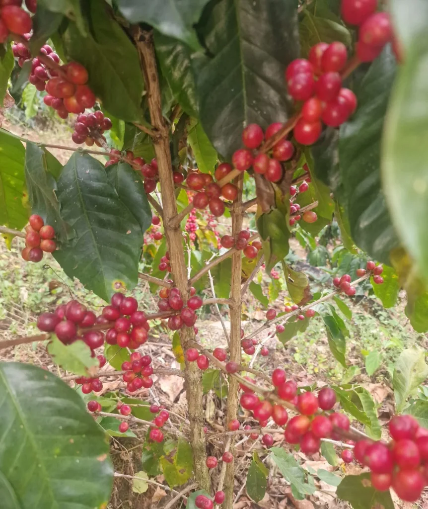 Cerezas de café rojas y maduras en la rama de un cafeto de la provincia de Loja, en Ecuador