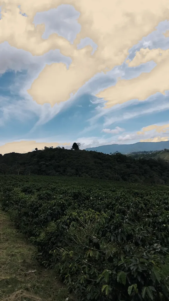Hileras de cafetos en una ladera del municipio Boconó, en los Andes de Trujillo (Venezuela), con los cerros y un cielo de nubes al fondo
