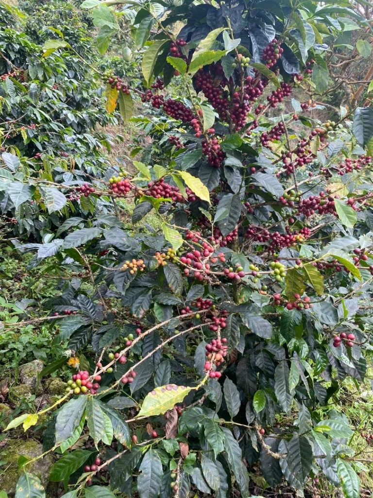 Cerezas de café maduras en la rama de un cafeto de la finca La Neblina, en Zea (Mérida, Venezuela)
